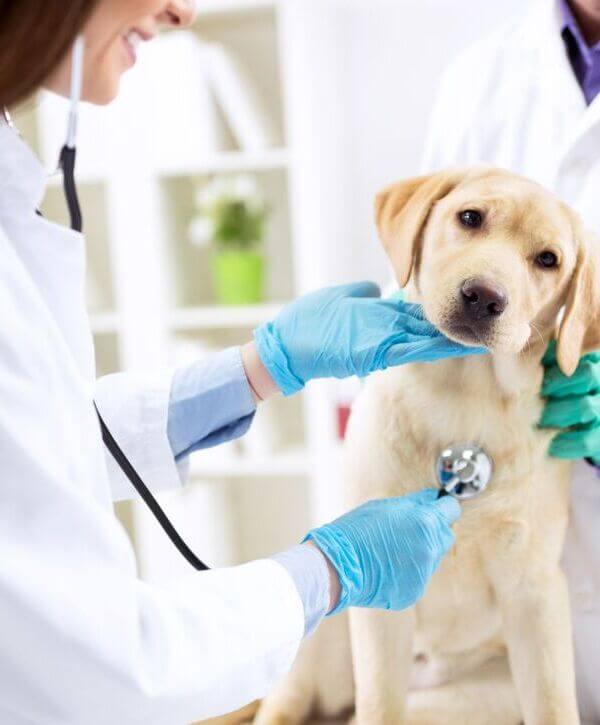 Veterinary Compounding Marine Drive